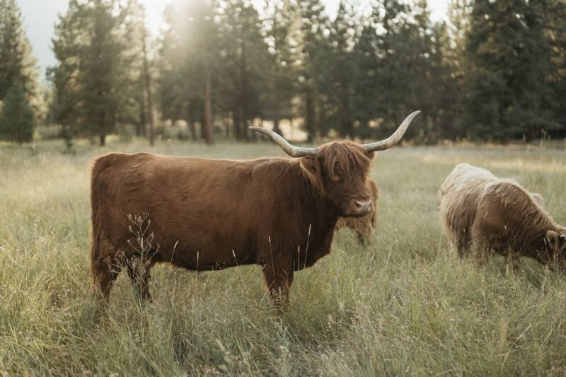 Alberton Orchards Guest Ranch - Montana