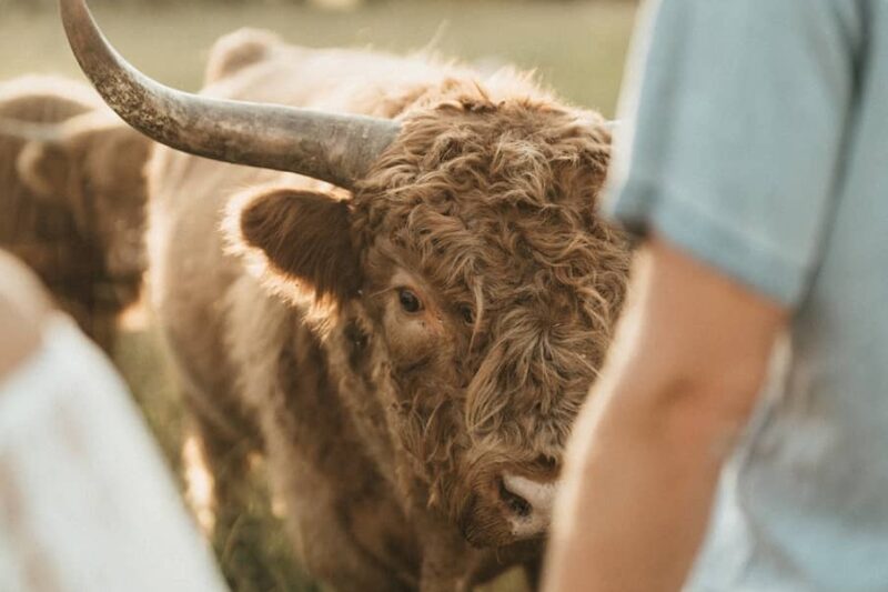 Alberton Orchards Guest Ranch - Montana