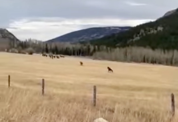 Hawley Mountain Ranch moving herd