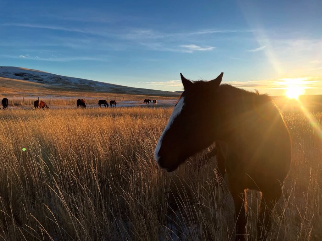 Horses winter pasture Montana